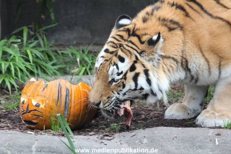 Hagenbeck 29102014 077