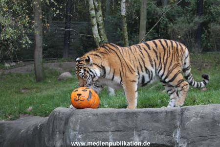 Hagenbeck 29102014 083