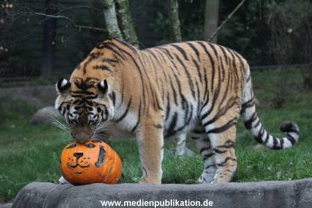 Hagenbeck 29102014 088