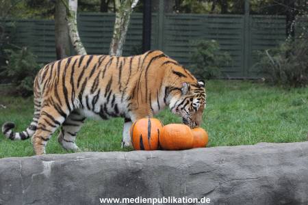 Hagenbeck 29102014 090