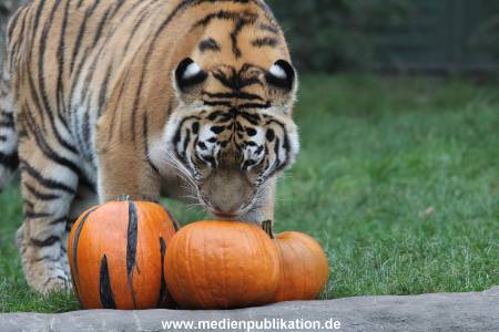 Hagenbeck 29102014 095