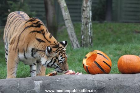 Hagenbeck 29102014 098