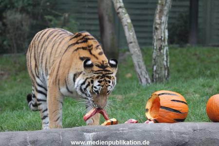 Hagenbeck 29102014 099
