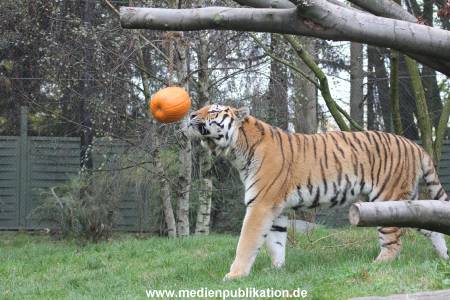Hagenbeck 29102014 101