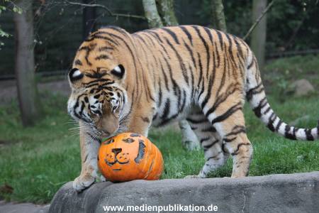 Hagenbeck 29102014 104