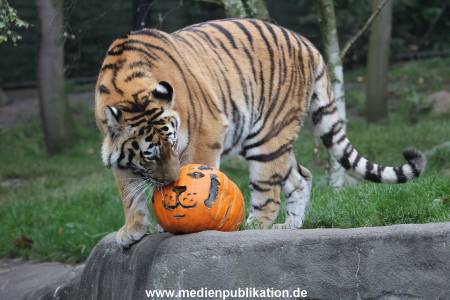Hagenbeck 29102014 107