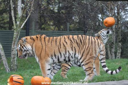 Hagenbeck 29102014 110