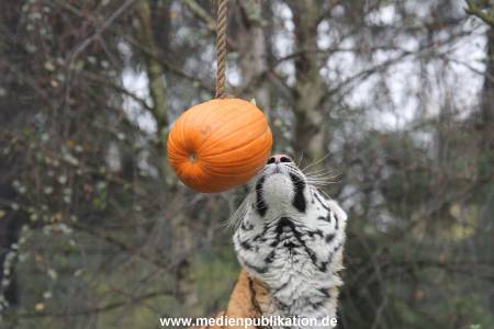 Hagenbeck 29102014 111