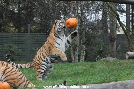 Hagenbeck 29102014 114