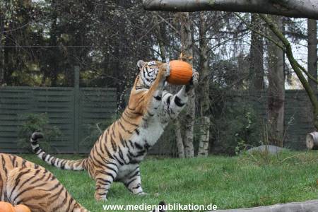 Hagenbeck 29102014 116