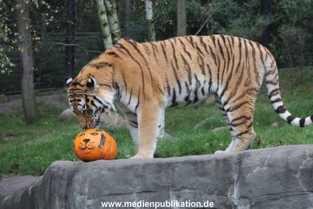 Hagenbeck 29102014 118