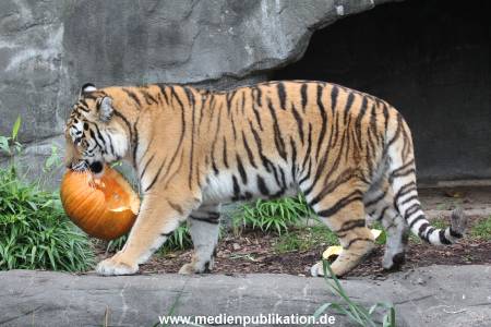 Hagenbeck 29102014 120