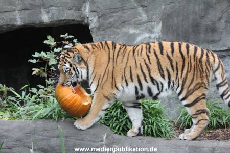 Hagenbeck 29102014 125