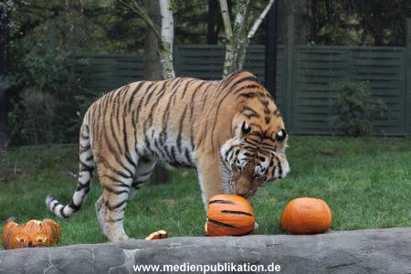 Hagenbeck 29102014 126