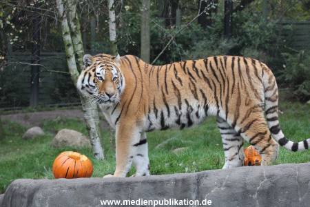 Hagenbeck 29102014 130