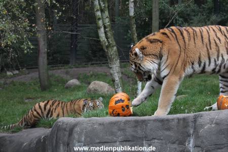 Hagenbeck 29102014 131