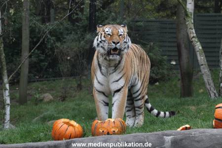 Hagenbeck 29102014 132