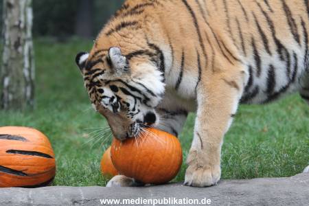 Hagenbeck 29102014 137