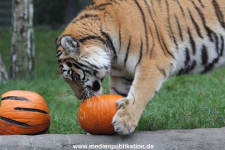 Hagenbeck 29102014 138