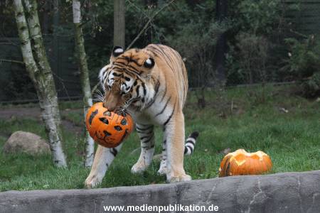 Hagenbeck 29102014 140