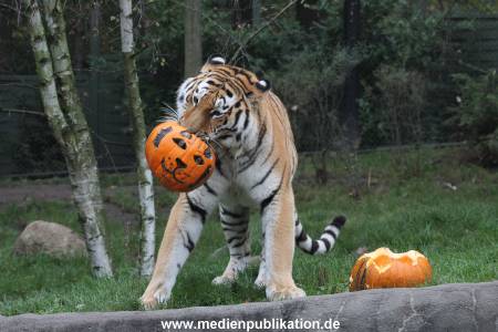 Hagenbeck 29102014 141