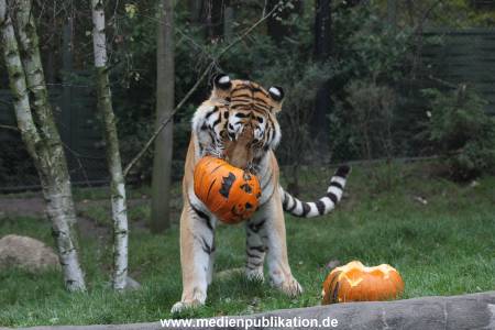 Hagenbeck 29102014 145