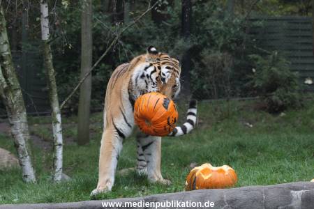 Hagenbeck 29102014 146