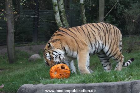Hagenbeck 29102014 148