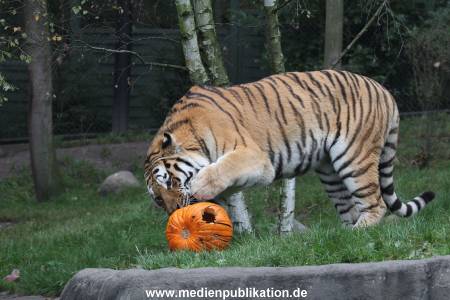 Hagenbeck 29102014 149