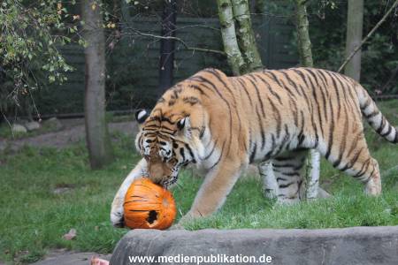 Hagenbeck 29102014 151
