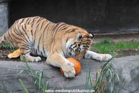 Hagenbeck 29102014 152