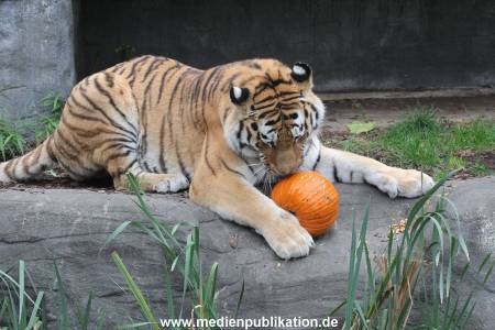 Hagenbeck 29102014 154