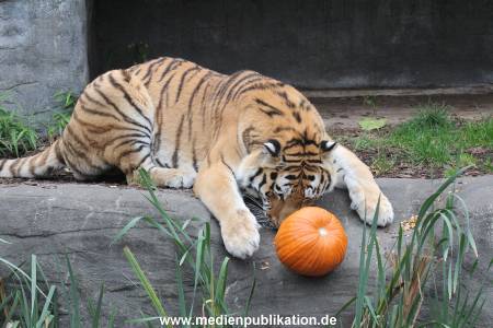 Hagenbeck 29102014 156