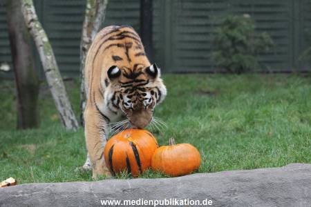 Hagenbeck 29102014 159