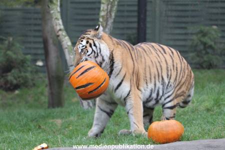 Hagenbeck 29102014 161