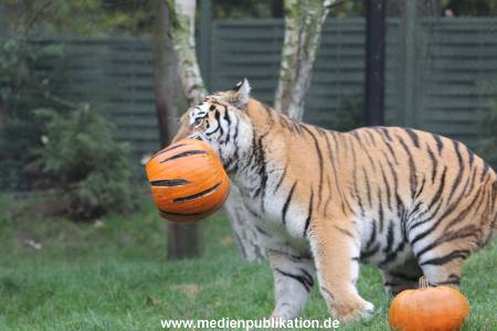 Hagenbeck 29102014 162