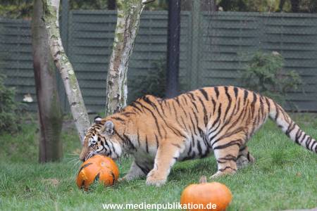 Hagenbeck 29102014 165