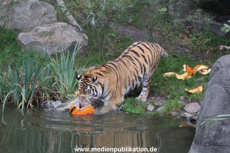 Hagenbeck 29102014 166