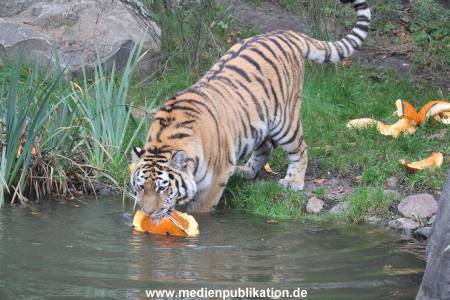 Hagenbeck 29102014 169