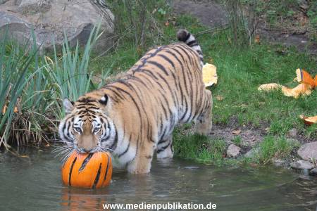 Hagenbeck 29102014 170