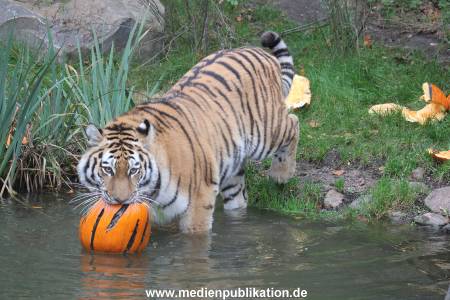 Hagenbeck 29102014 171