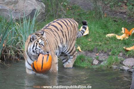 Hagenbeck 29102014 174