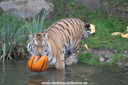 Hagenbeck 29102014 175