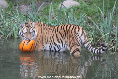 Hagenbeck 29102014 177