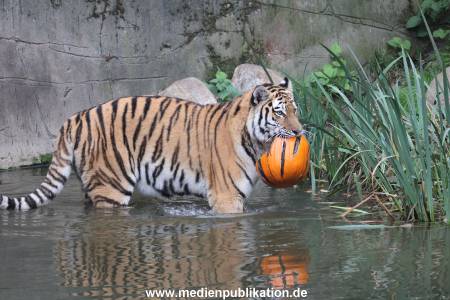 Hagenbeck 29102014 181