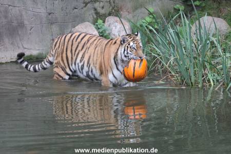 Hagenbeck 29102014 184