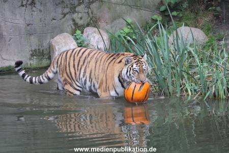 Hagenbeck 29102014 186