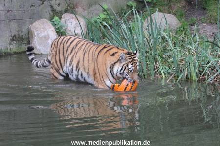 Hagenbeck 29102014 188