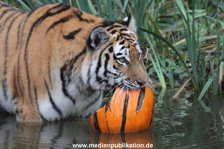 Hagenbeck 29102014 194