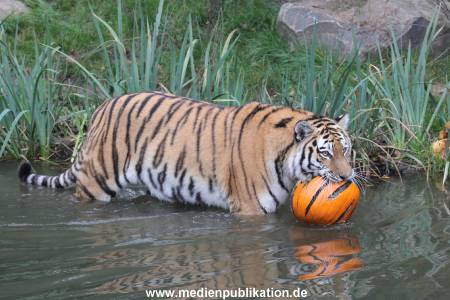 Hagenbeck 29102014 199